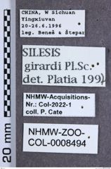 Etikette zu Silesis girardi (NHMW-ZOO-COL-0008494)